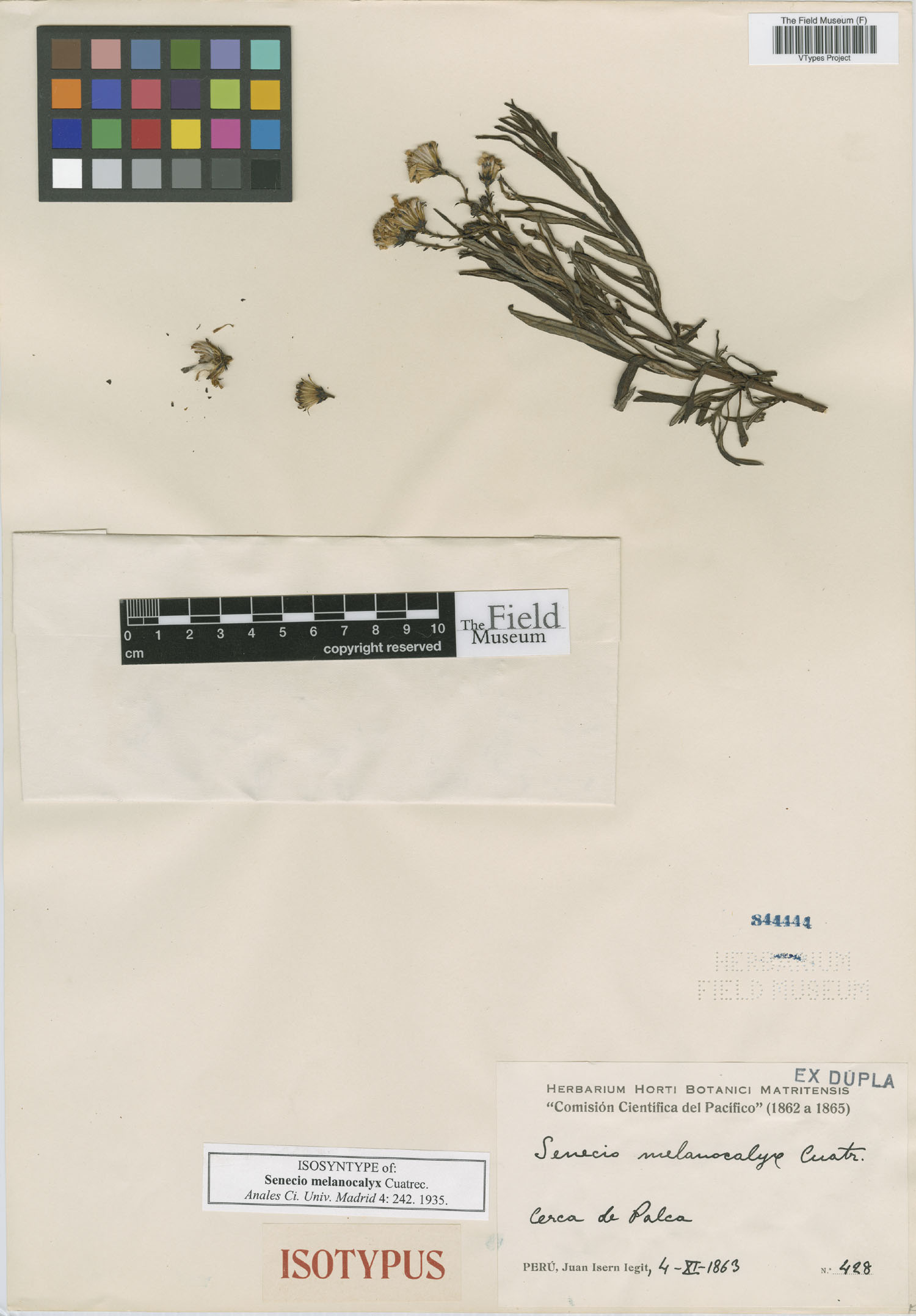 Senecio melanocalyx image