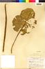 Begonia octopetala image