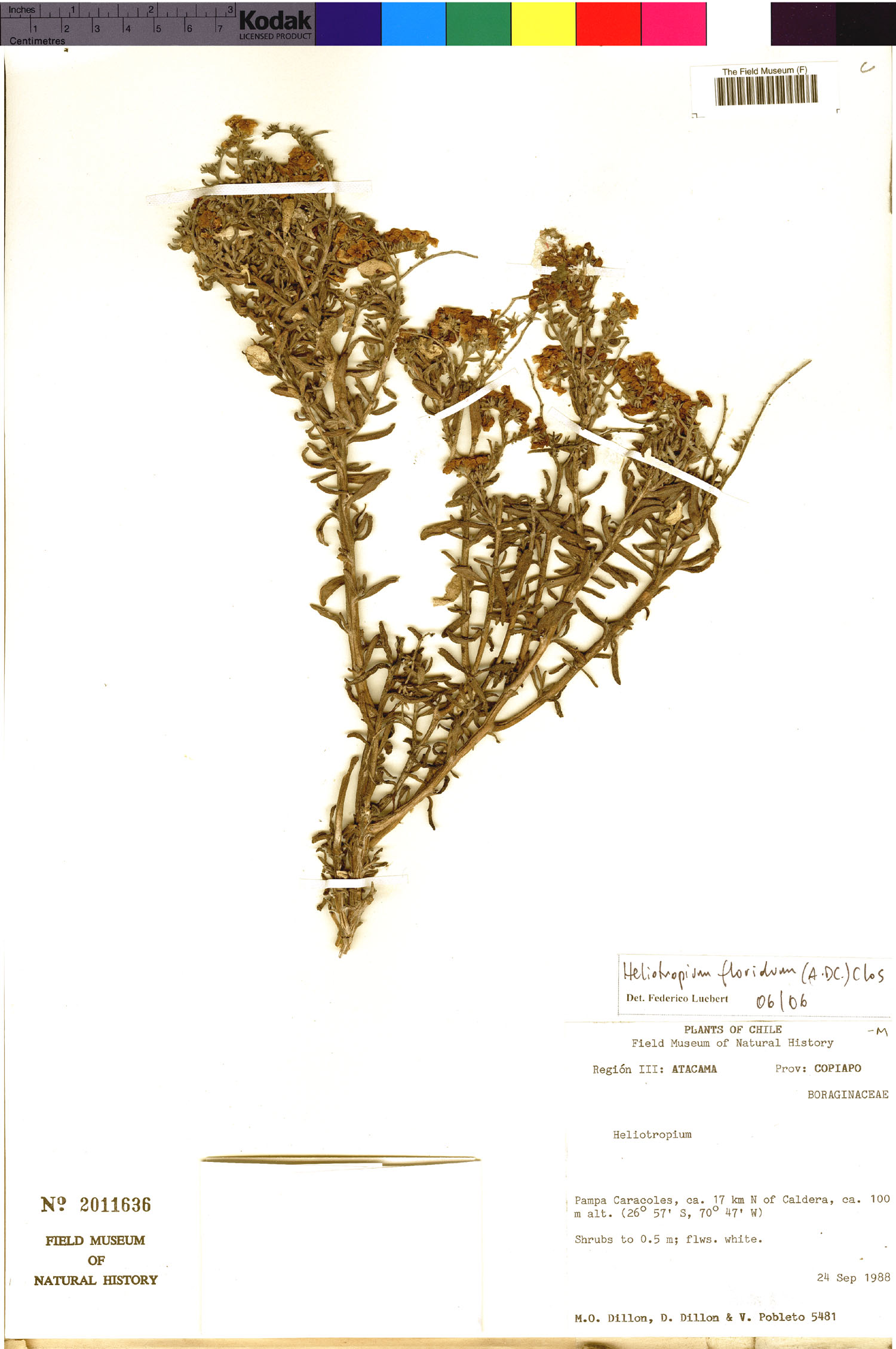 Heliotropium floridum image