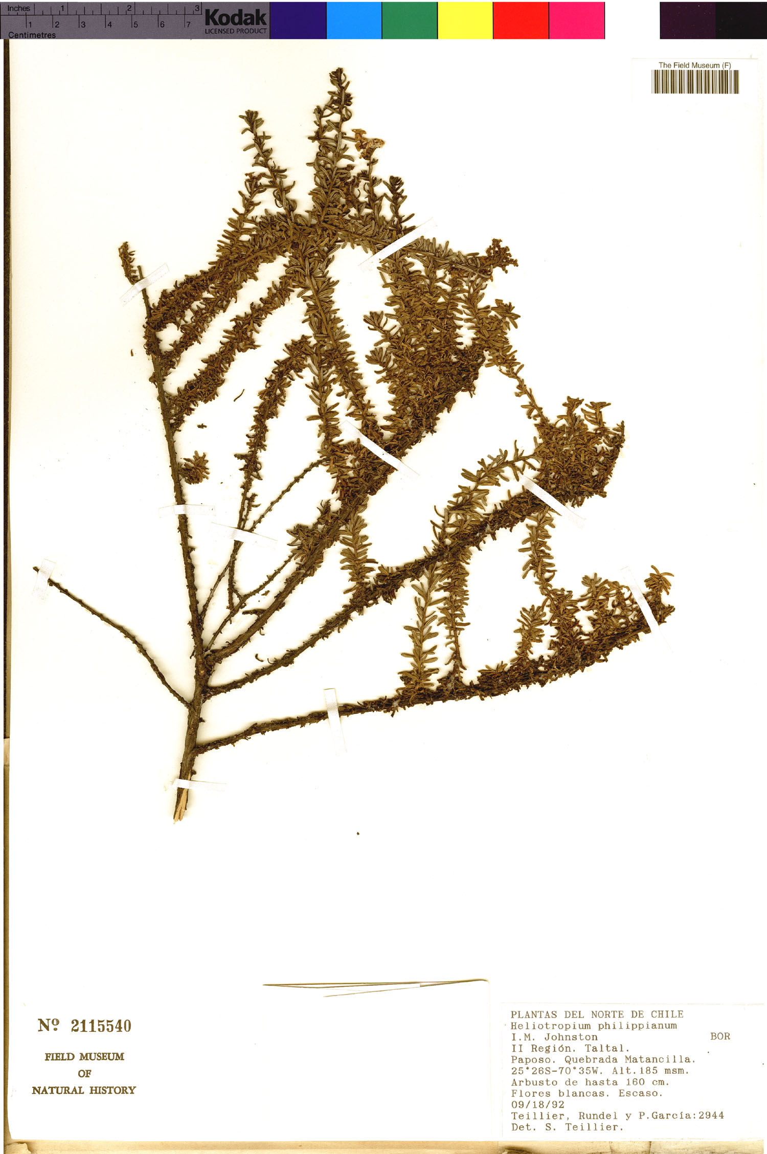 Heliotropium philippianum image