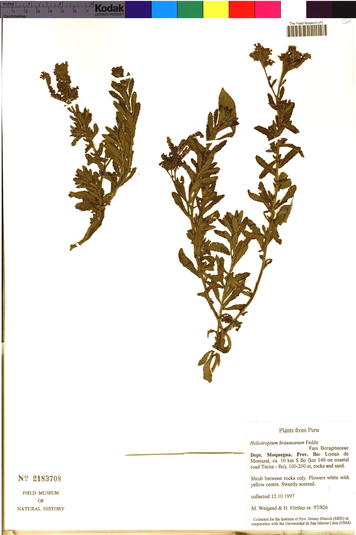 Heliotropium krauseanum image