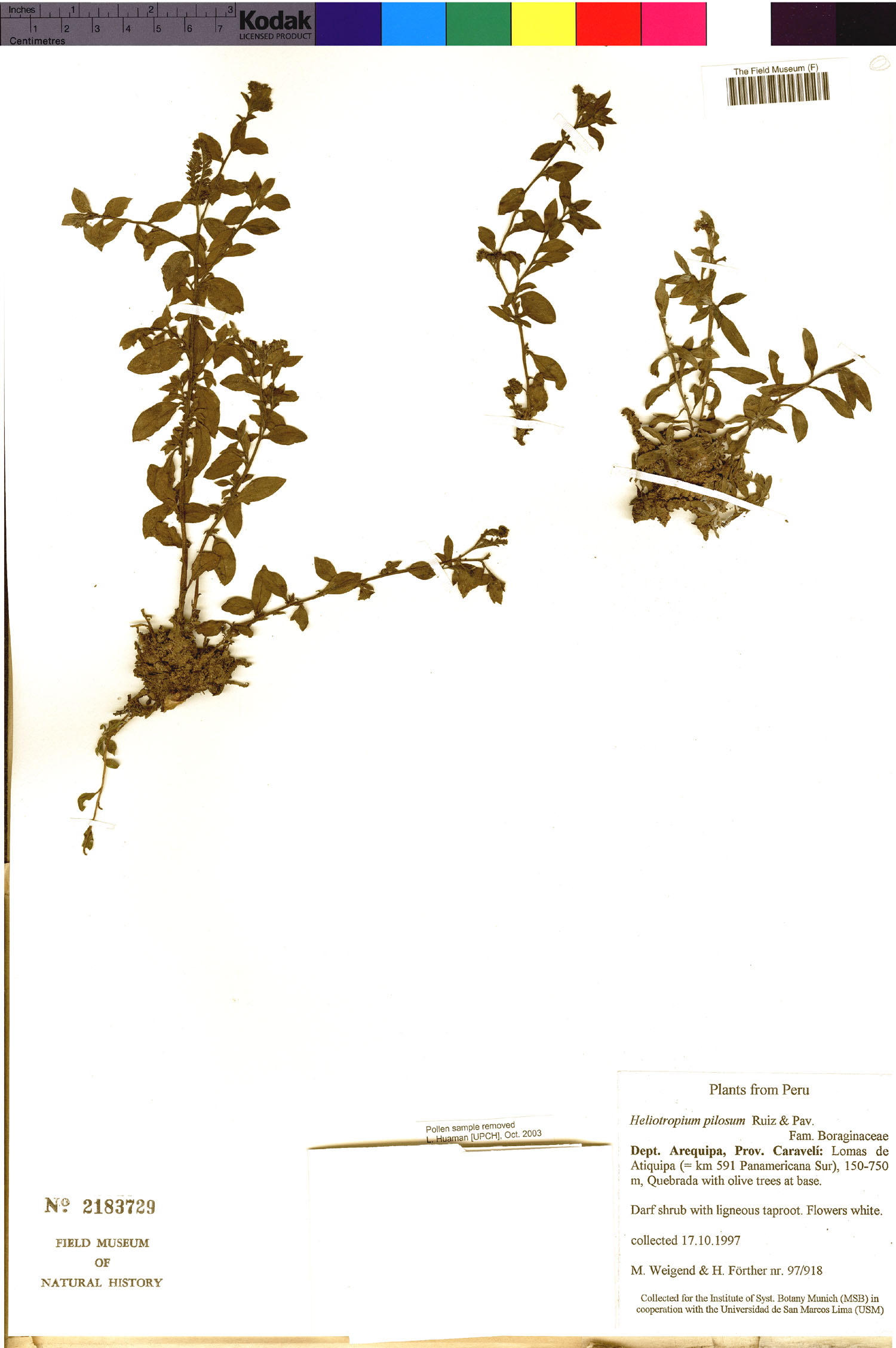 Heliotropium pilosum image