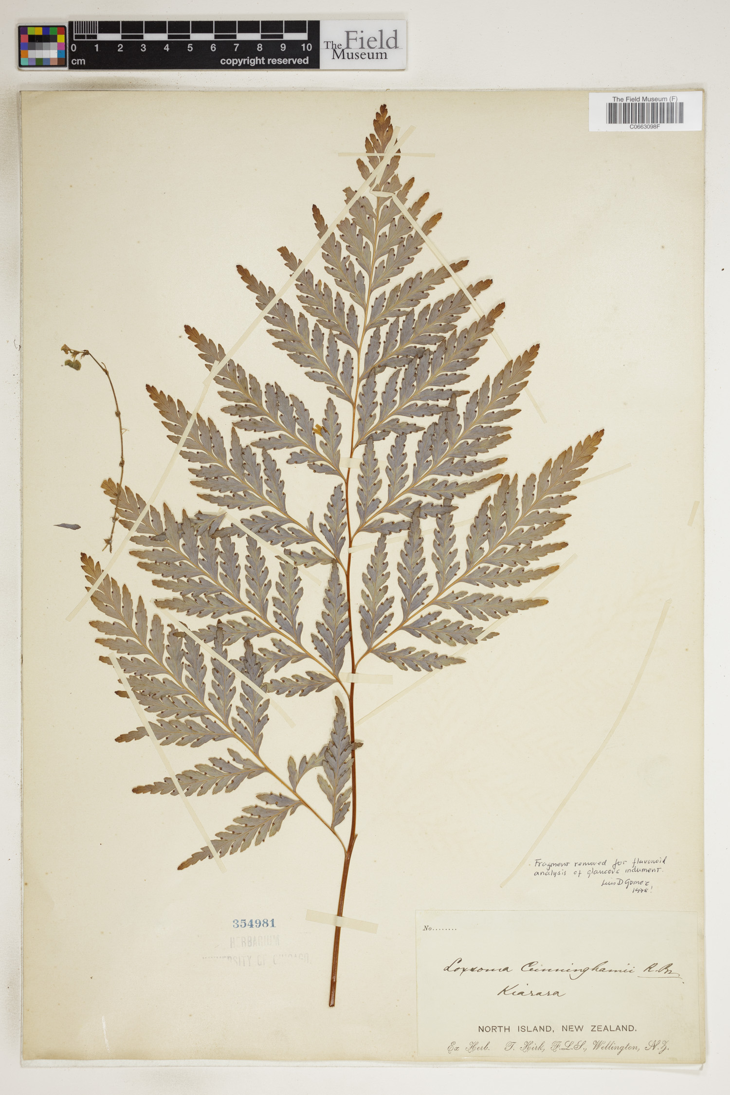 Loxsomataceae image