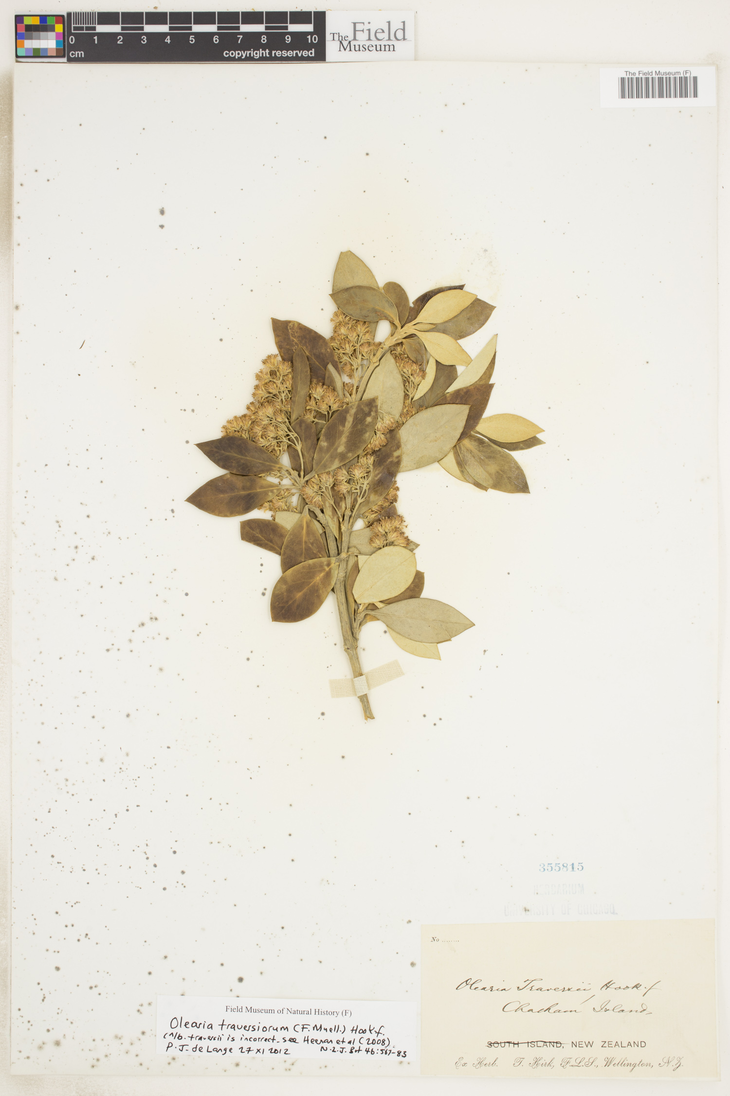 Olearia traversiorum thumbnail