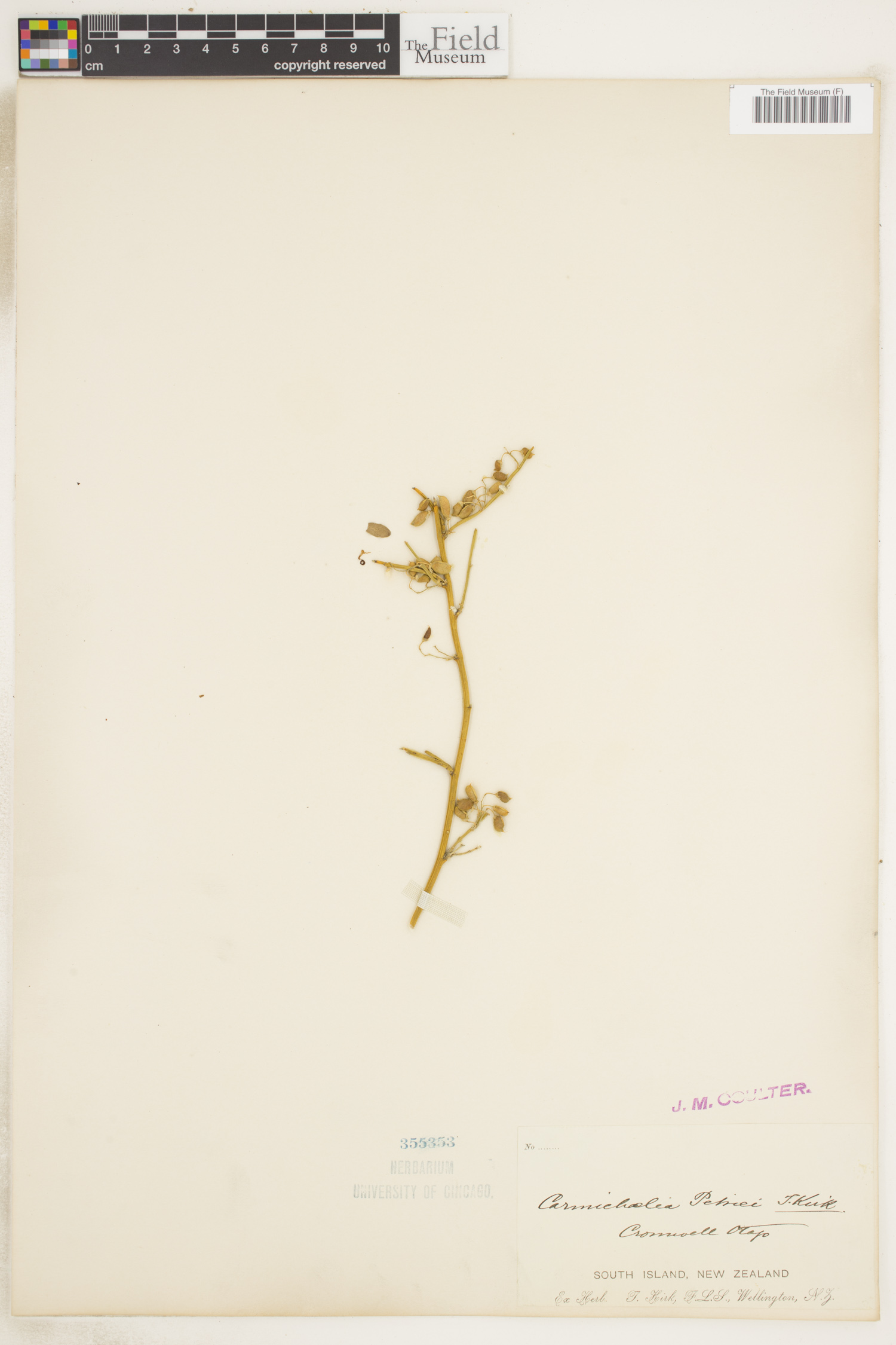 Carmichaelia petriei thumbnail