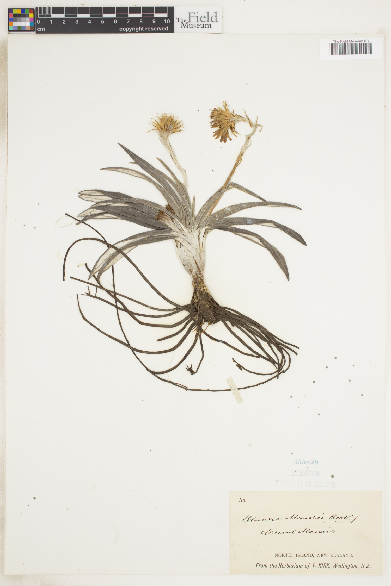 Celmisia monroi
