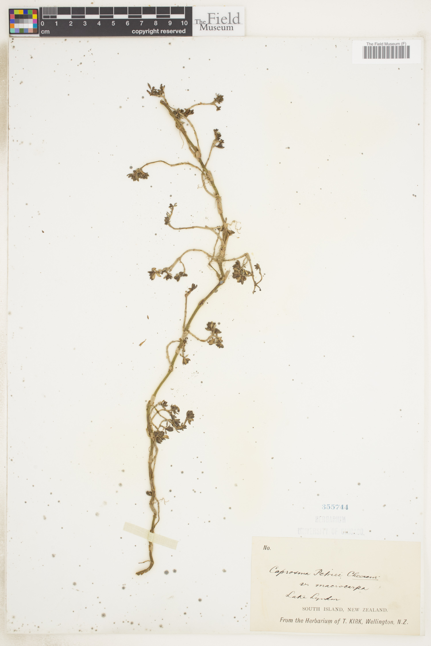 Coprosma petriei thumbnail