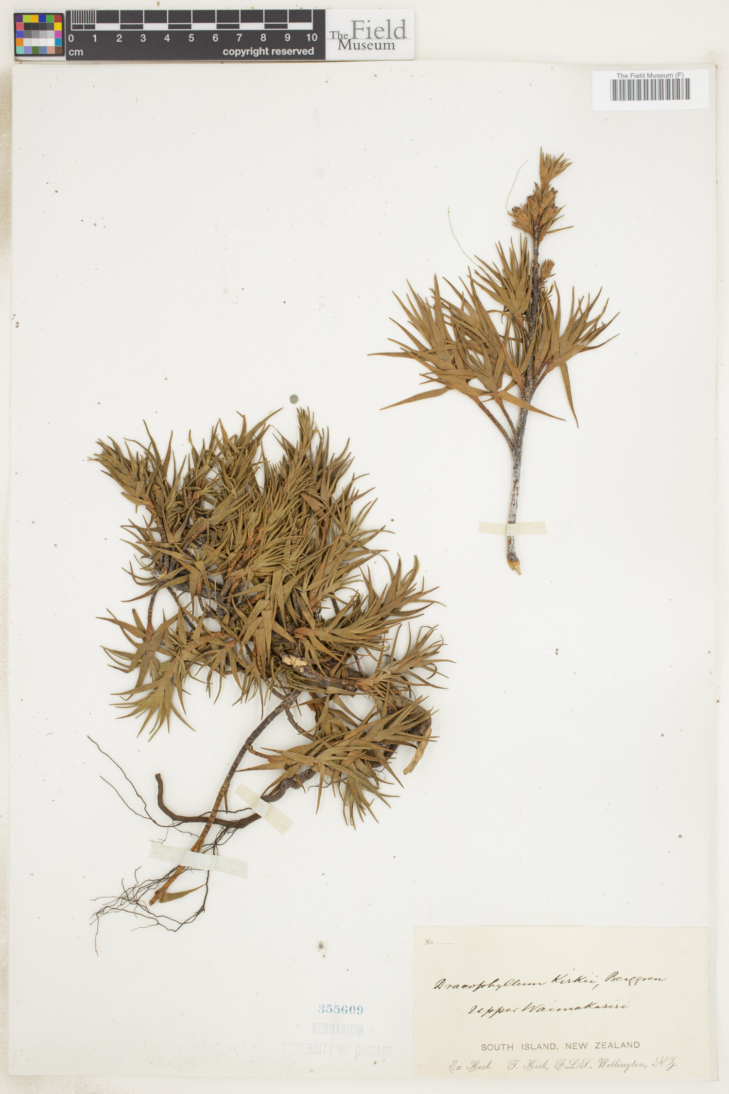 Dracophyllum kirkii thumbnail