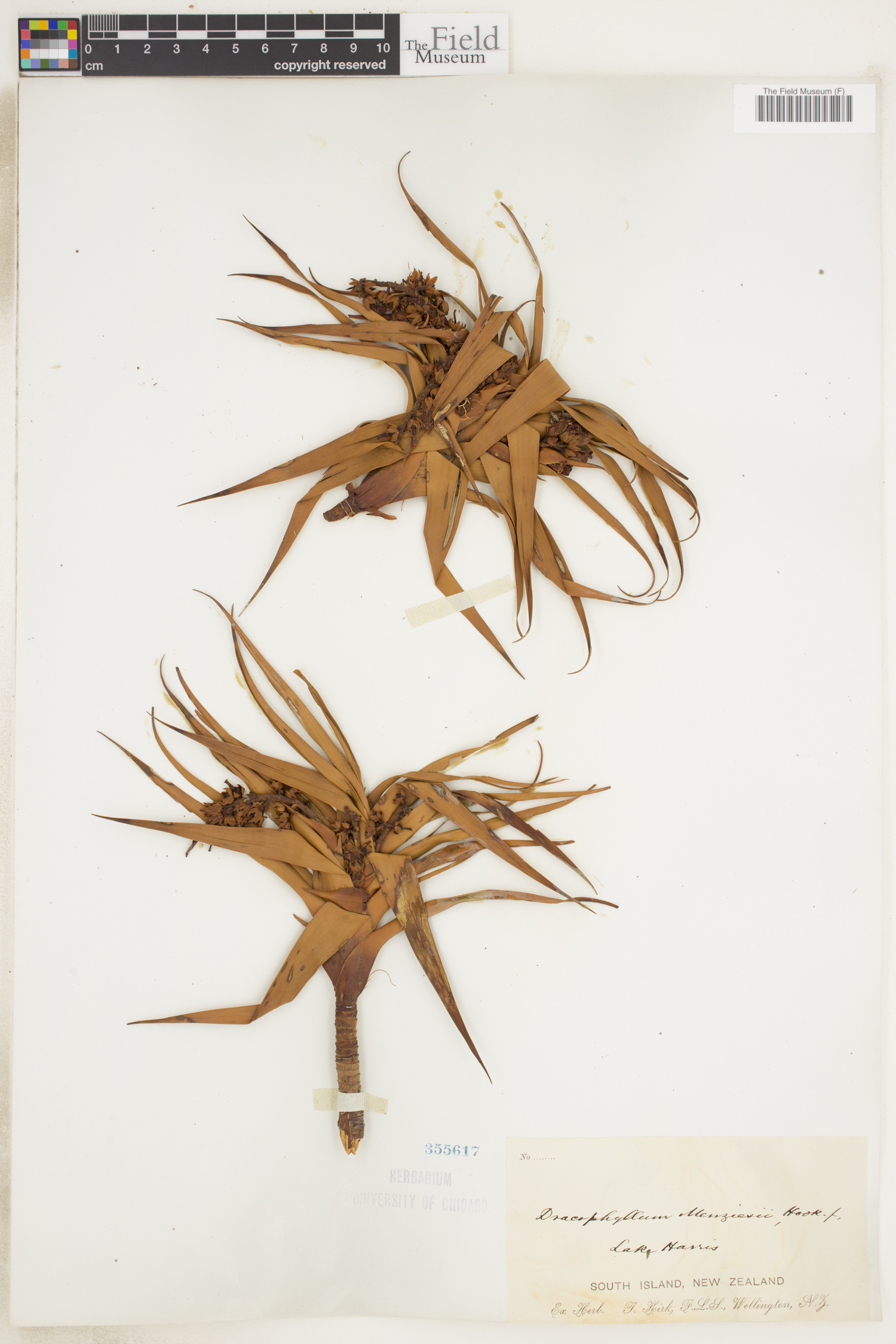 Dracophyllum menziesii thumbnail