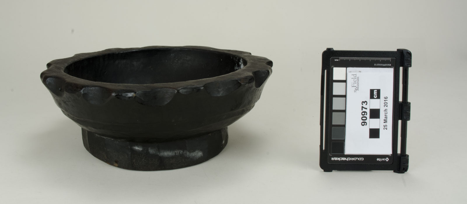 Front View (c) Field Museum of Natural History - CC BY-NC 4.0