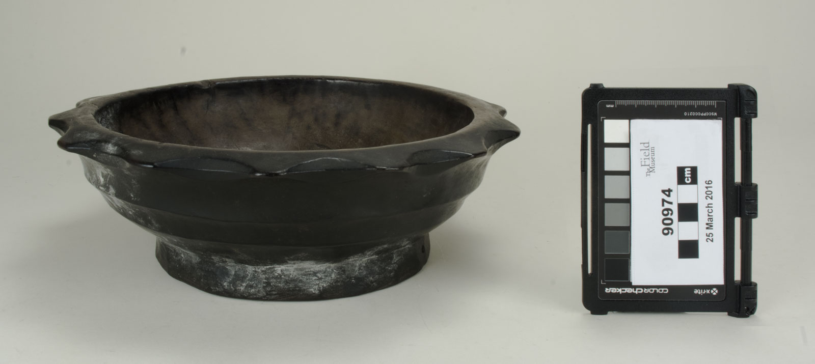 Front View (c) Field Museum of Natural History - CC BY-NC 4.0