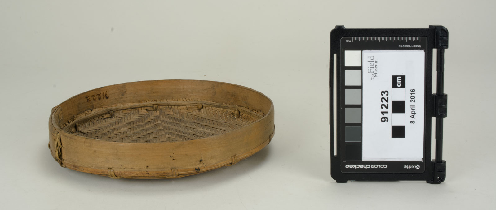 Front View (c) Field Museum of Natural History - CC BY-NC 4.0