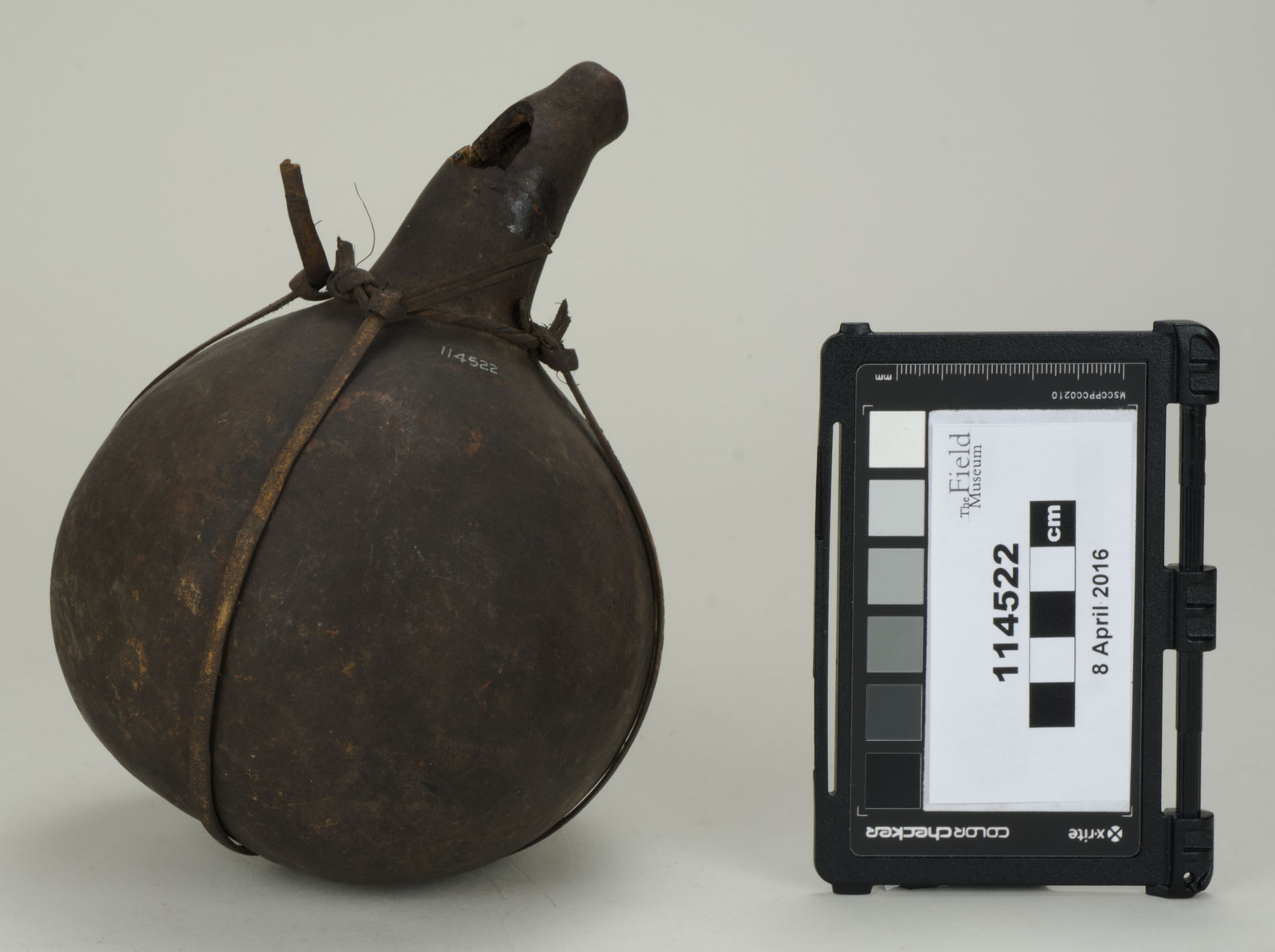 Front View (c) Field Museum of Natural History - CC BY-NC 4.0