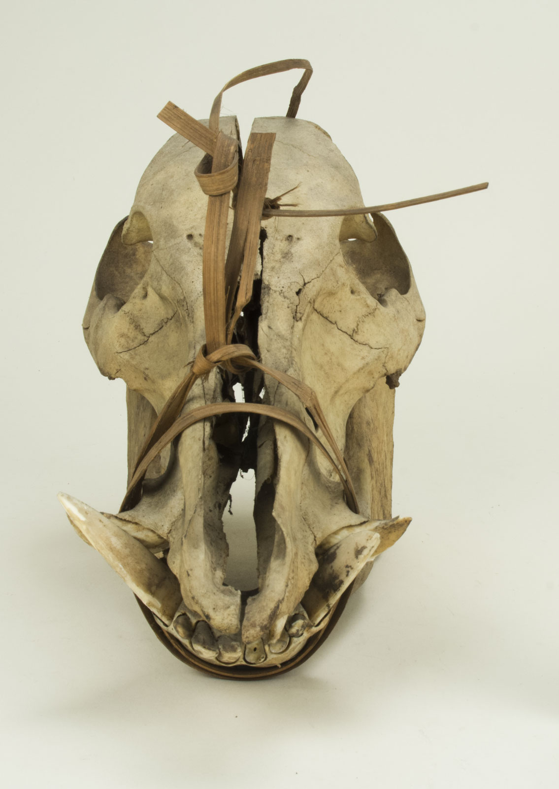 Front View Without Scale (c) Field Museum of Natural History - CC BY-NC 4.0