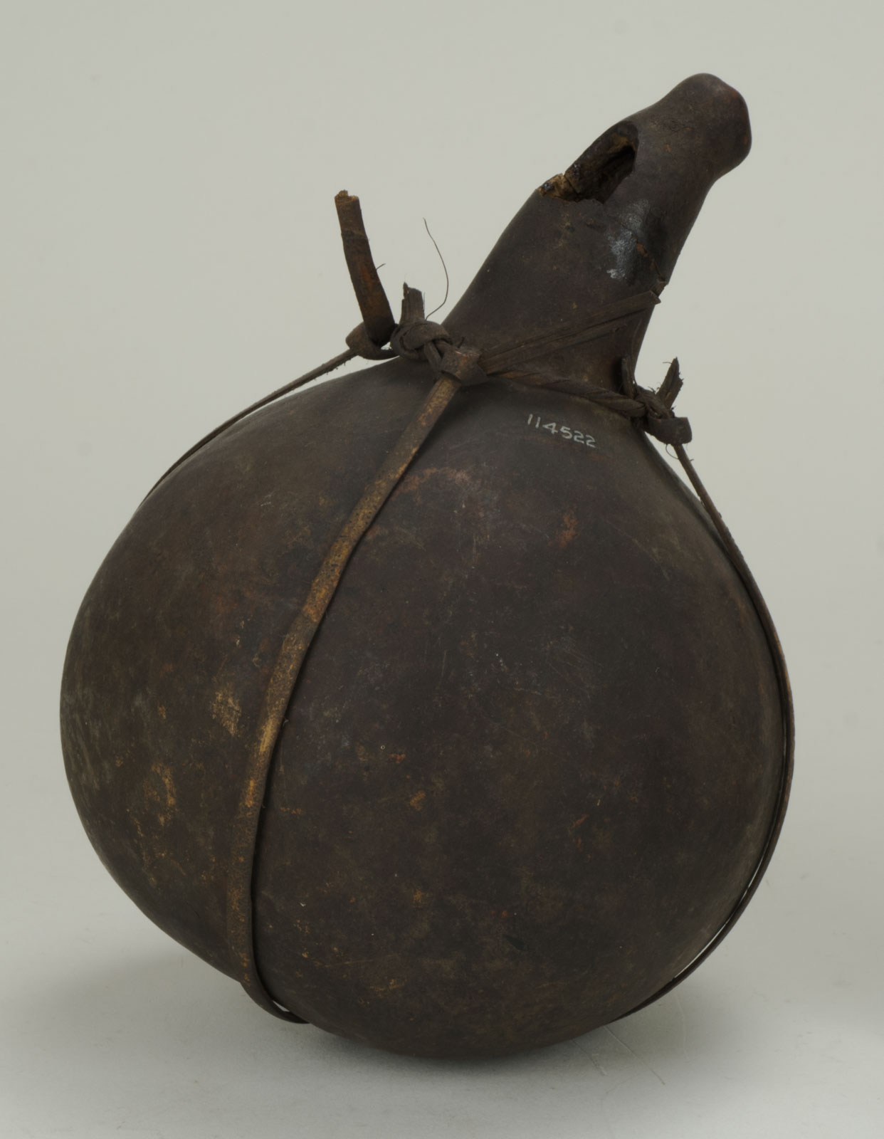 Front View Without Scale (c) Field Museum of Natural History - CC BY-NC 4.0