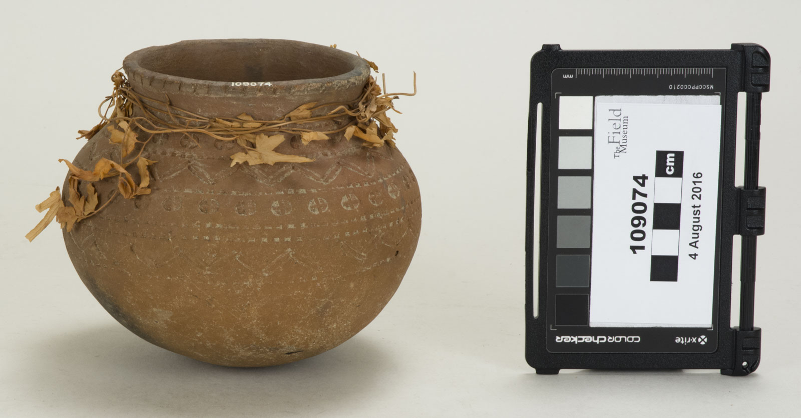 Front View (c) Field Museum of Natural History - CC BY-NC 4.0