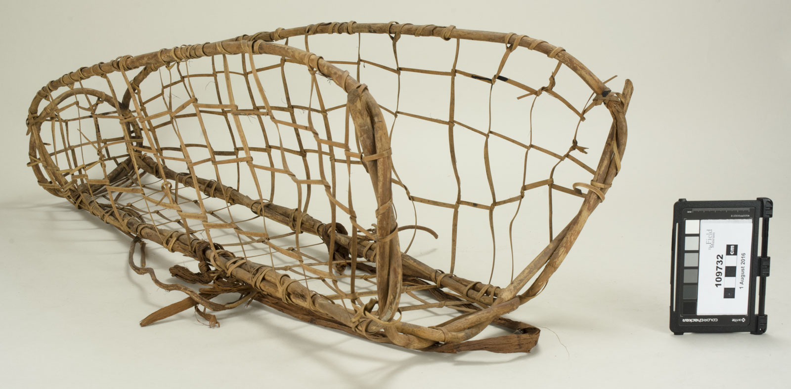 Front Angle View (c) Field Museum of Natural History - CC BY-NC 4.0