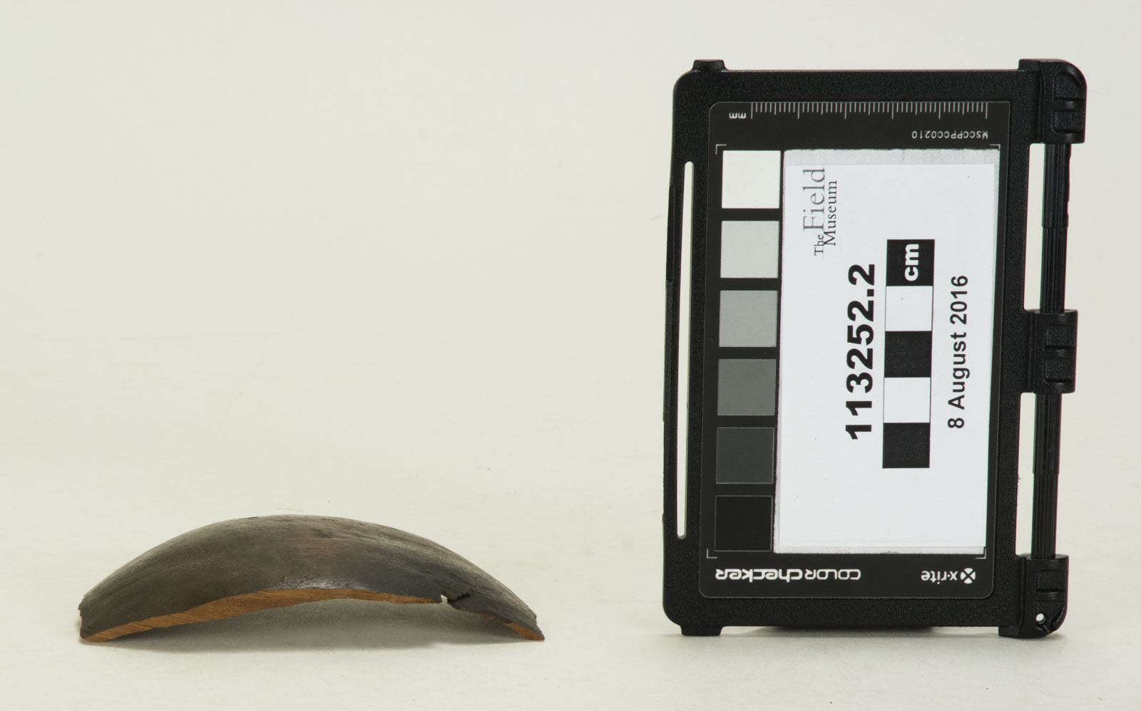 Side View (c) Field Museum of Natural History - CC BY-NC 4.0