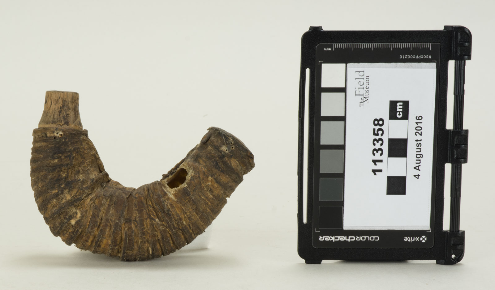 Side View (c) Field Museum of Natural History - CC BY-NC 4.0