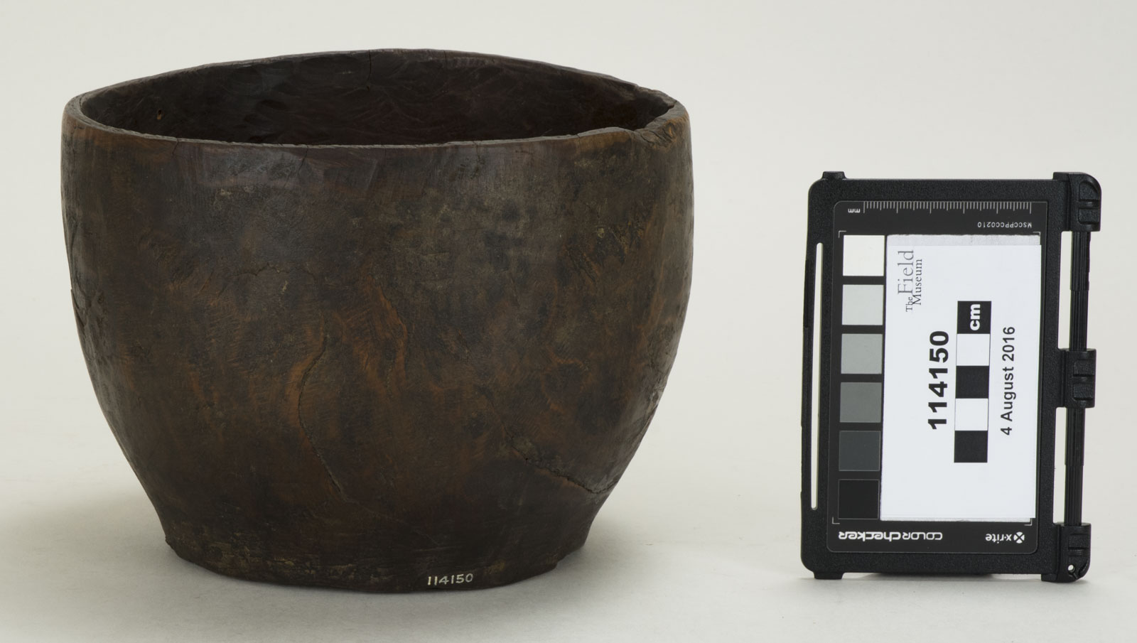 Front View (c) Field Museum of Natural History - CC BY-NC 4.0