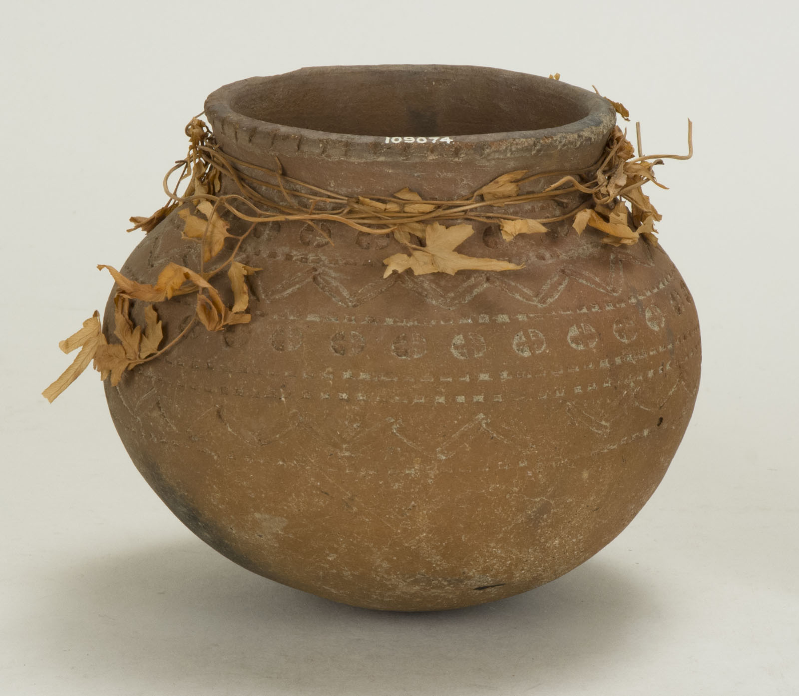 Front View Without Scale (c) Field Museum of Natural History - CC BY-NC 4.0