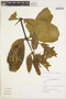 Aphelandra acanthifolia image