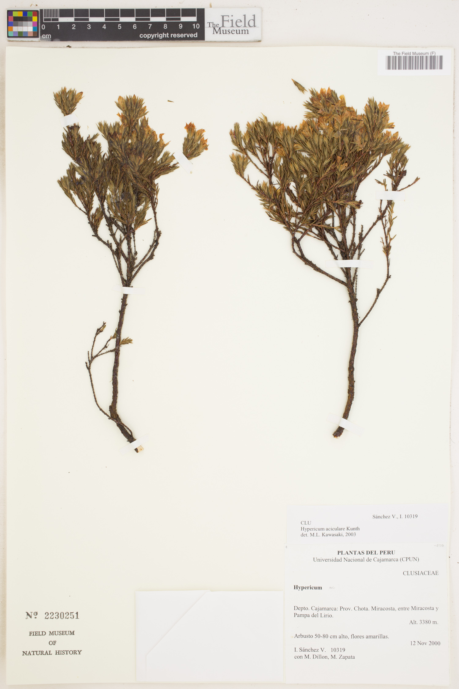 Hypericum aciculare image