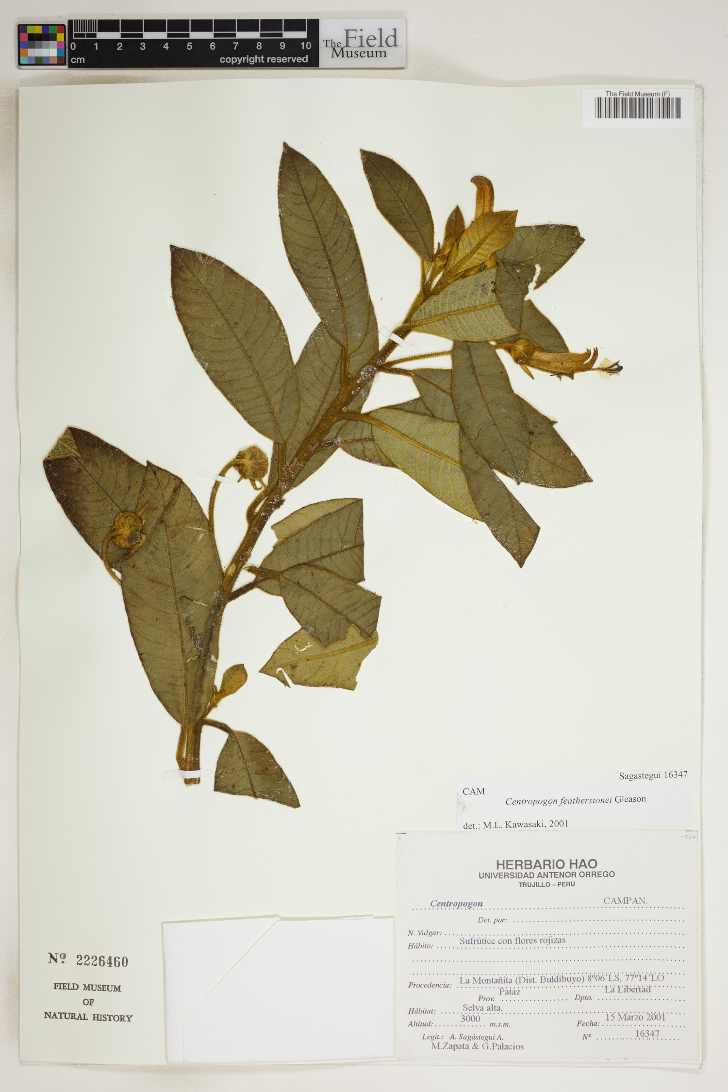 Centropogon featherstonei image