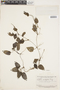 Geophila cordifolia image