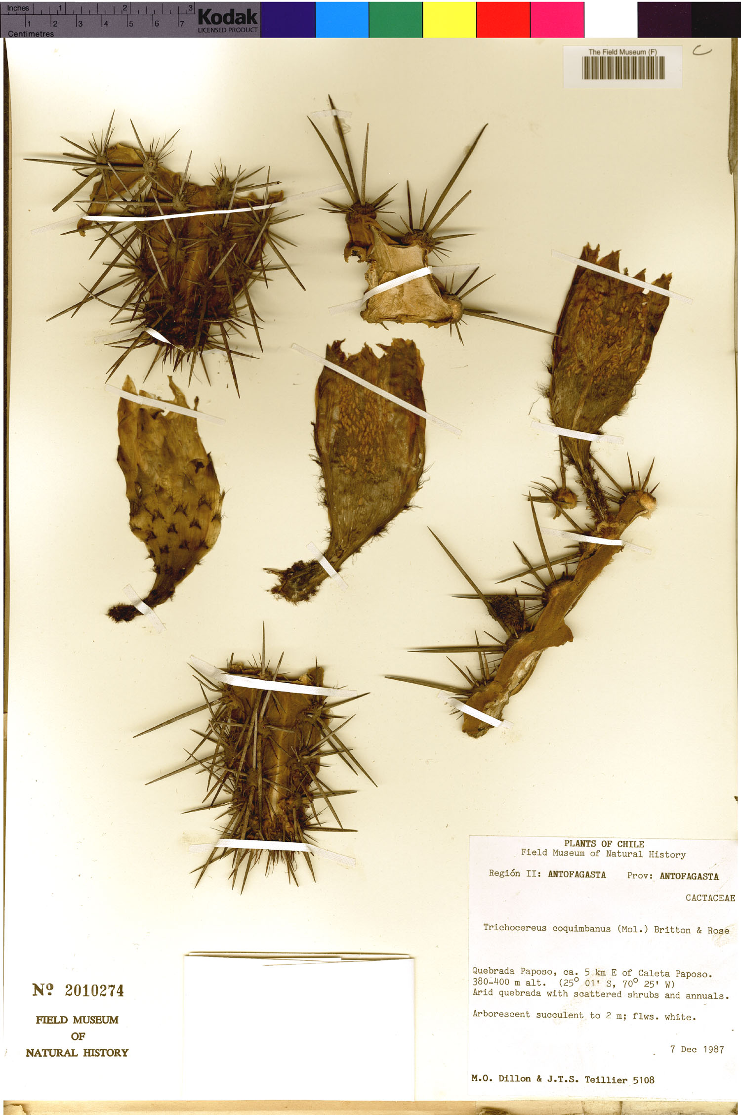 Trichocereus coquimbanus image