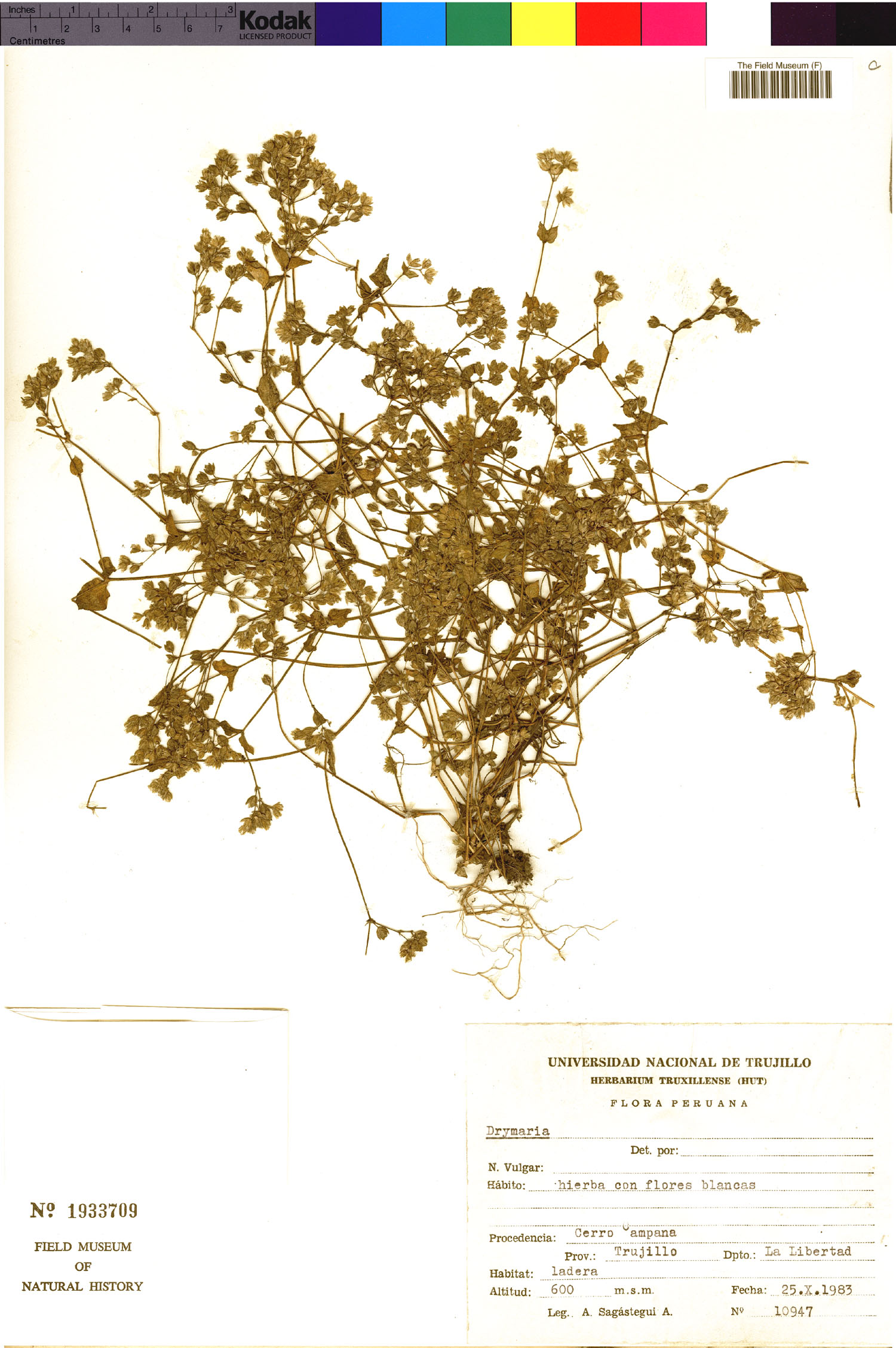 Drymaria rotundifolia image