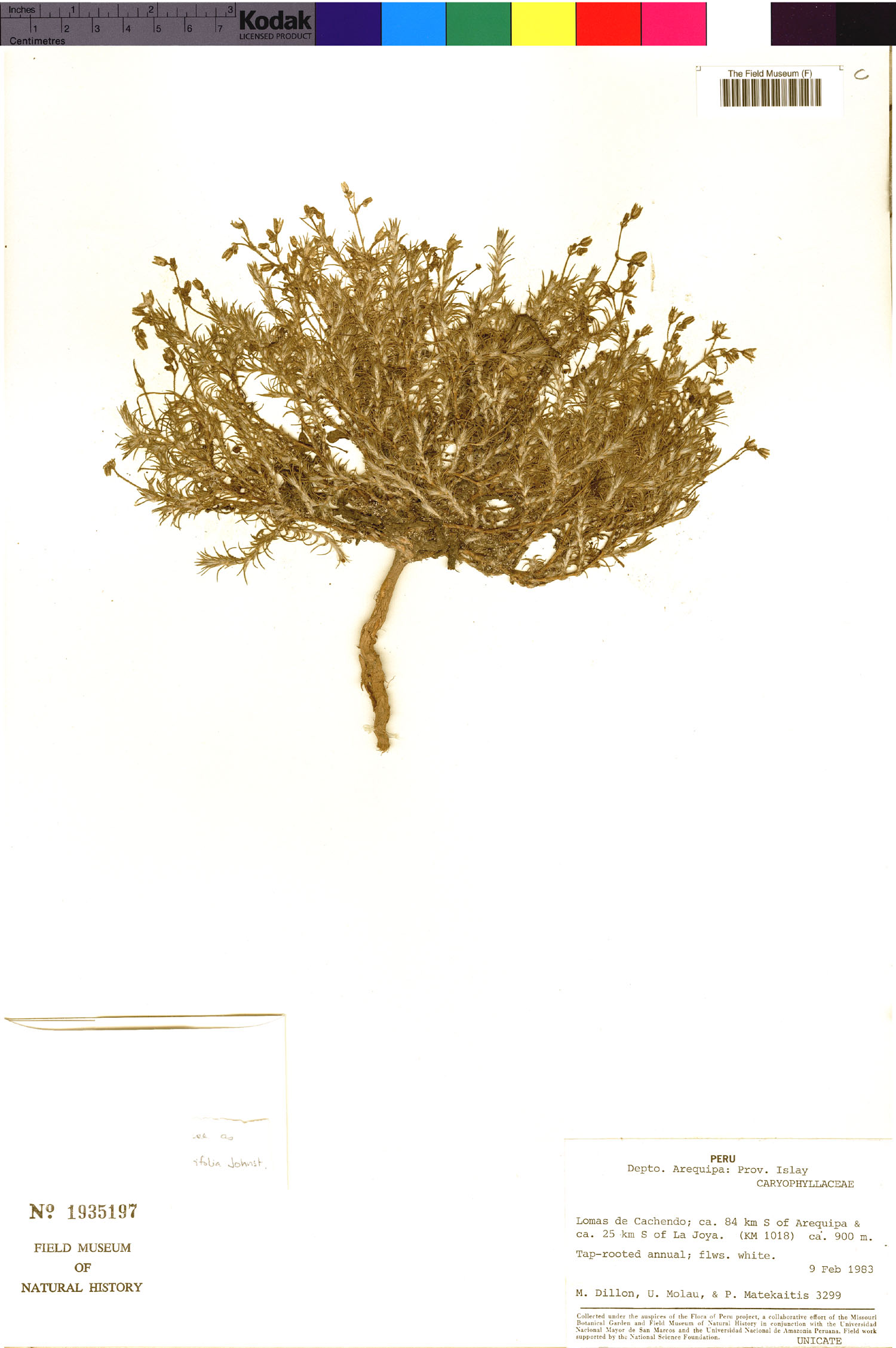 Spergularia congestifolia image