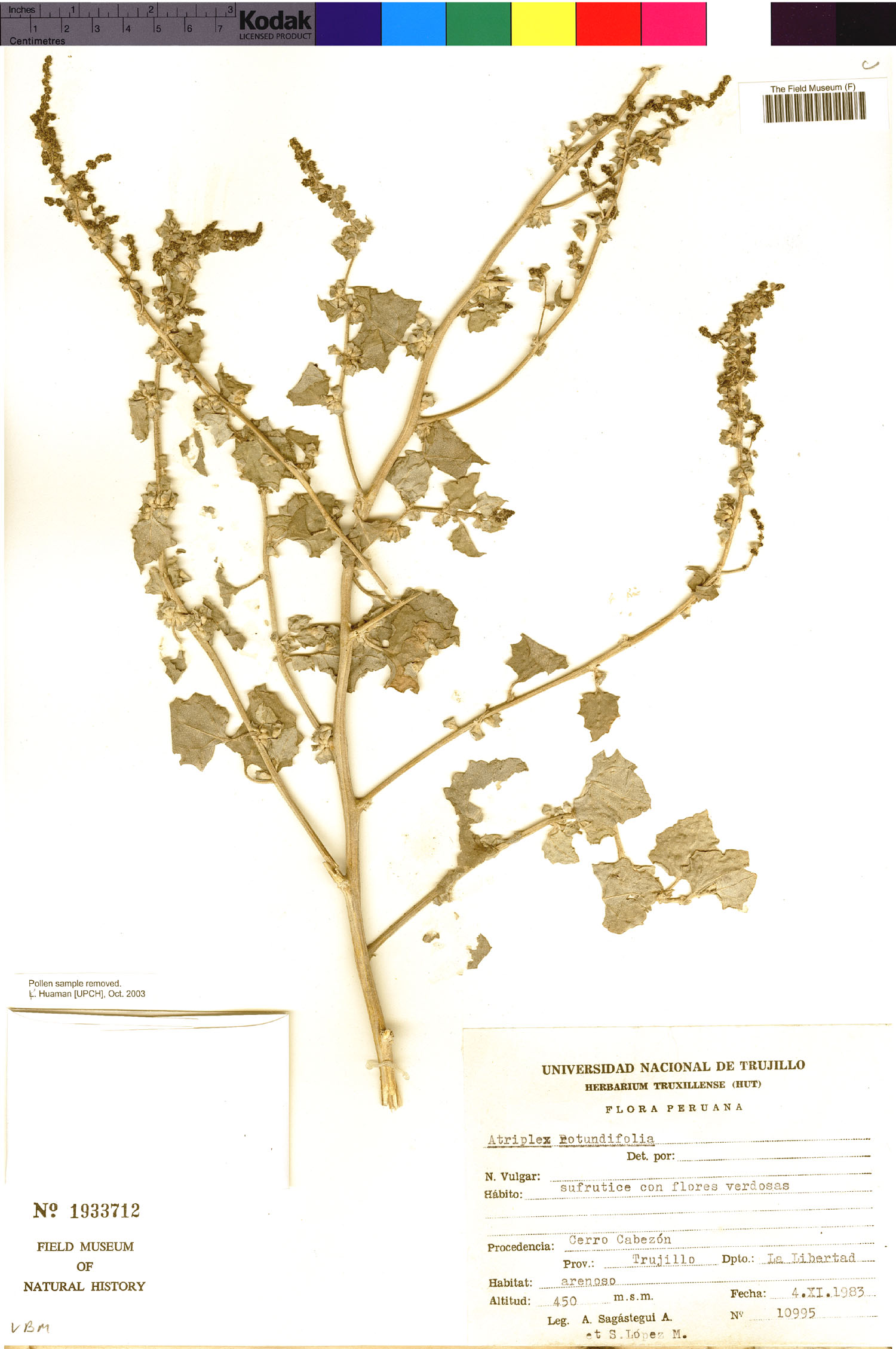 Atriplex rotundifolia image