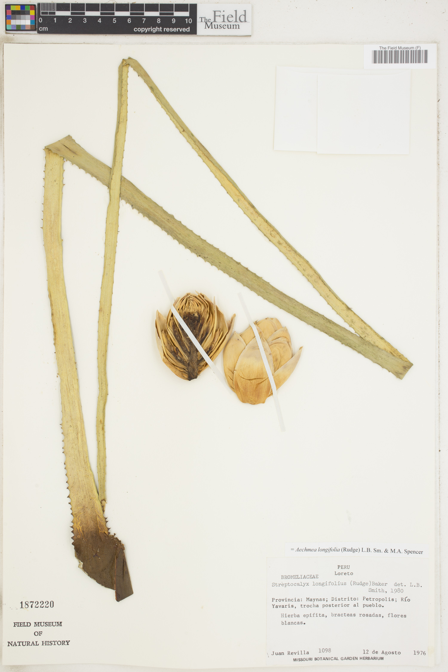 Aechmea longifolia image