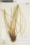 Aechmea longifolia image