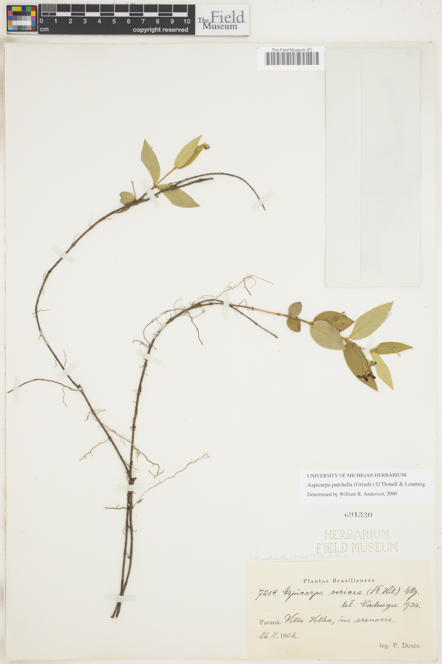 Aspicarpa pulchella image