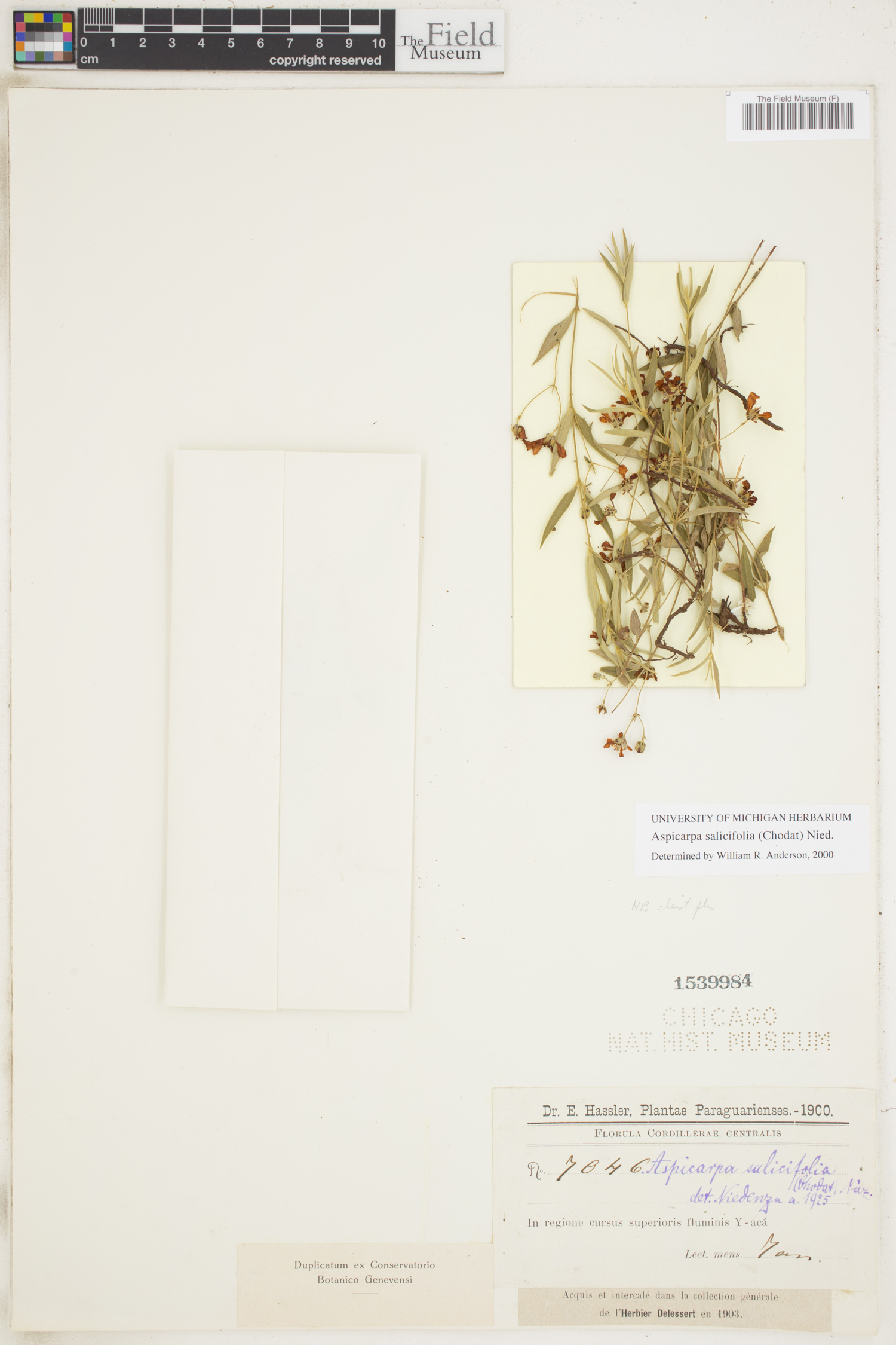 Aspicarpa salicifolia image