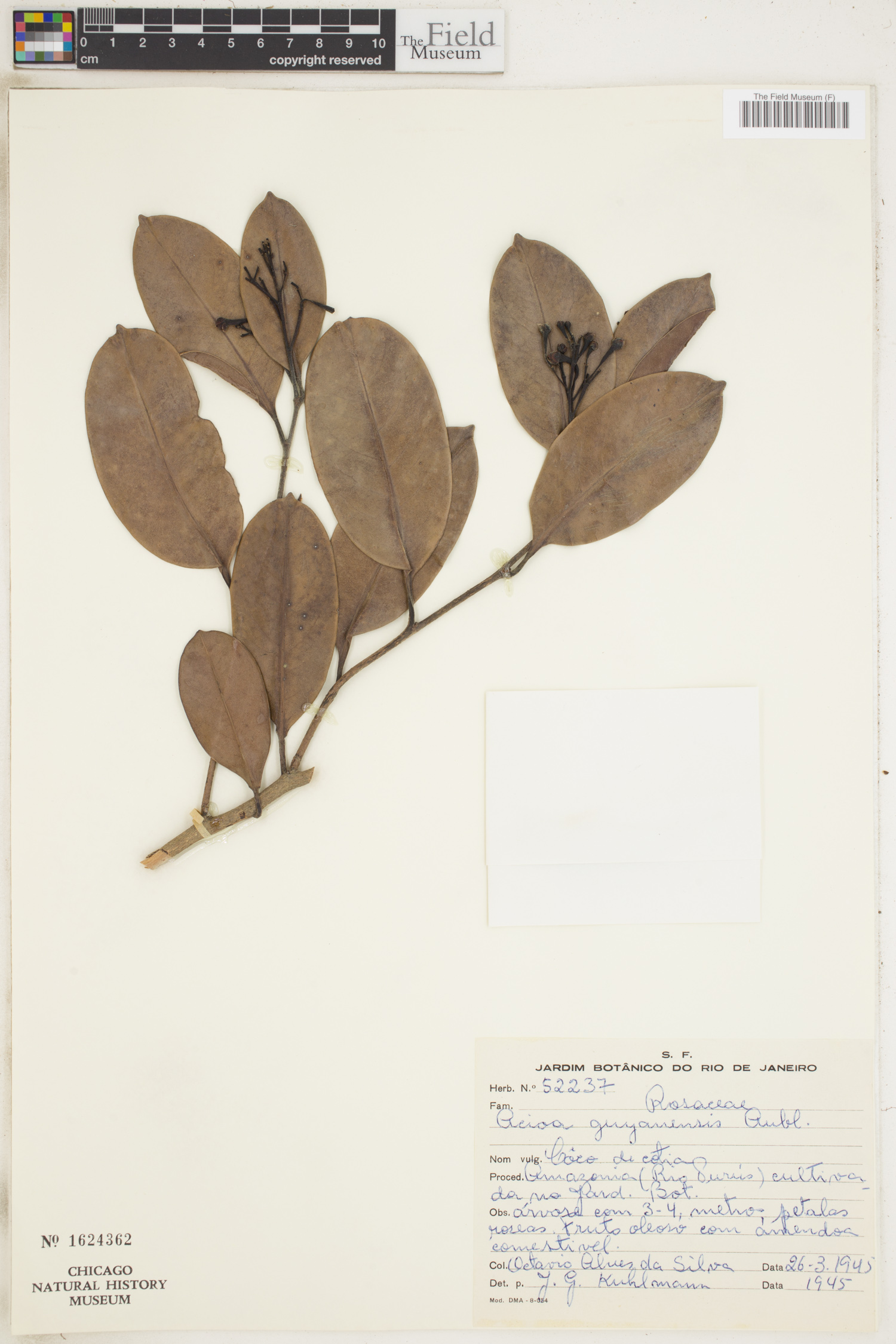Acioa guianensis image
