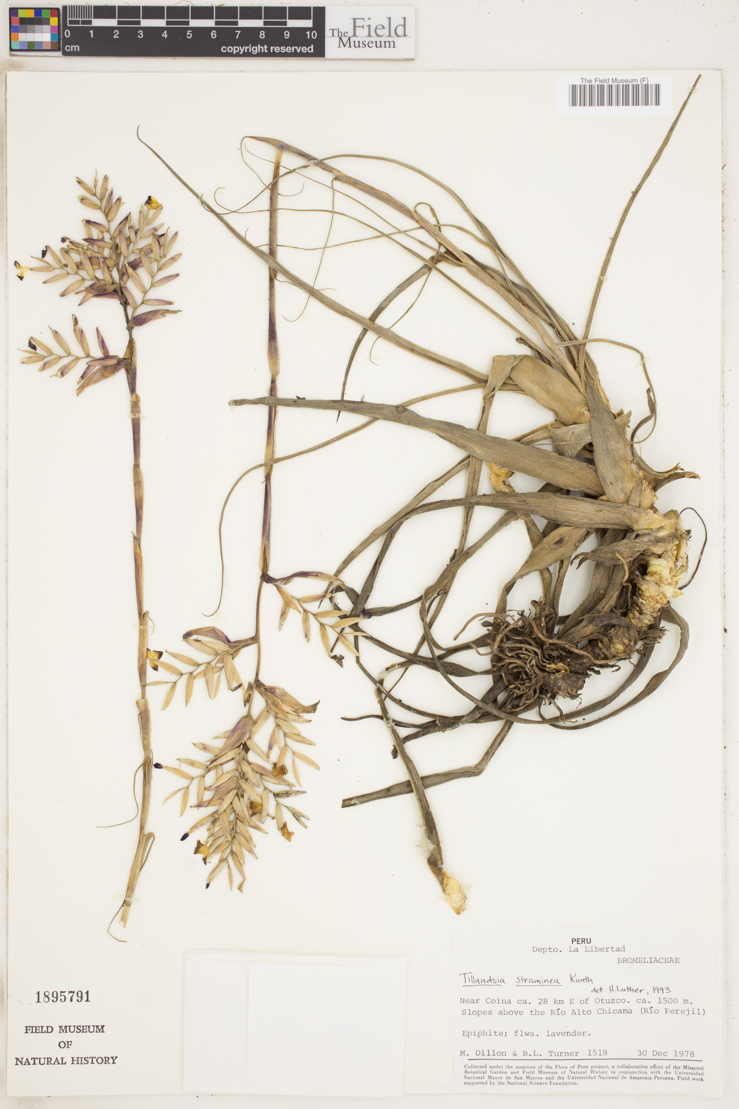Tillandsia straminea image