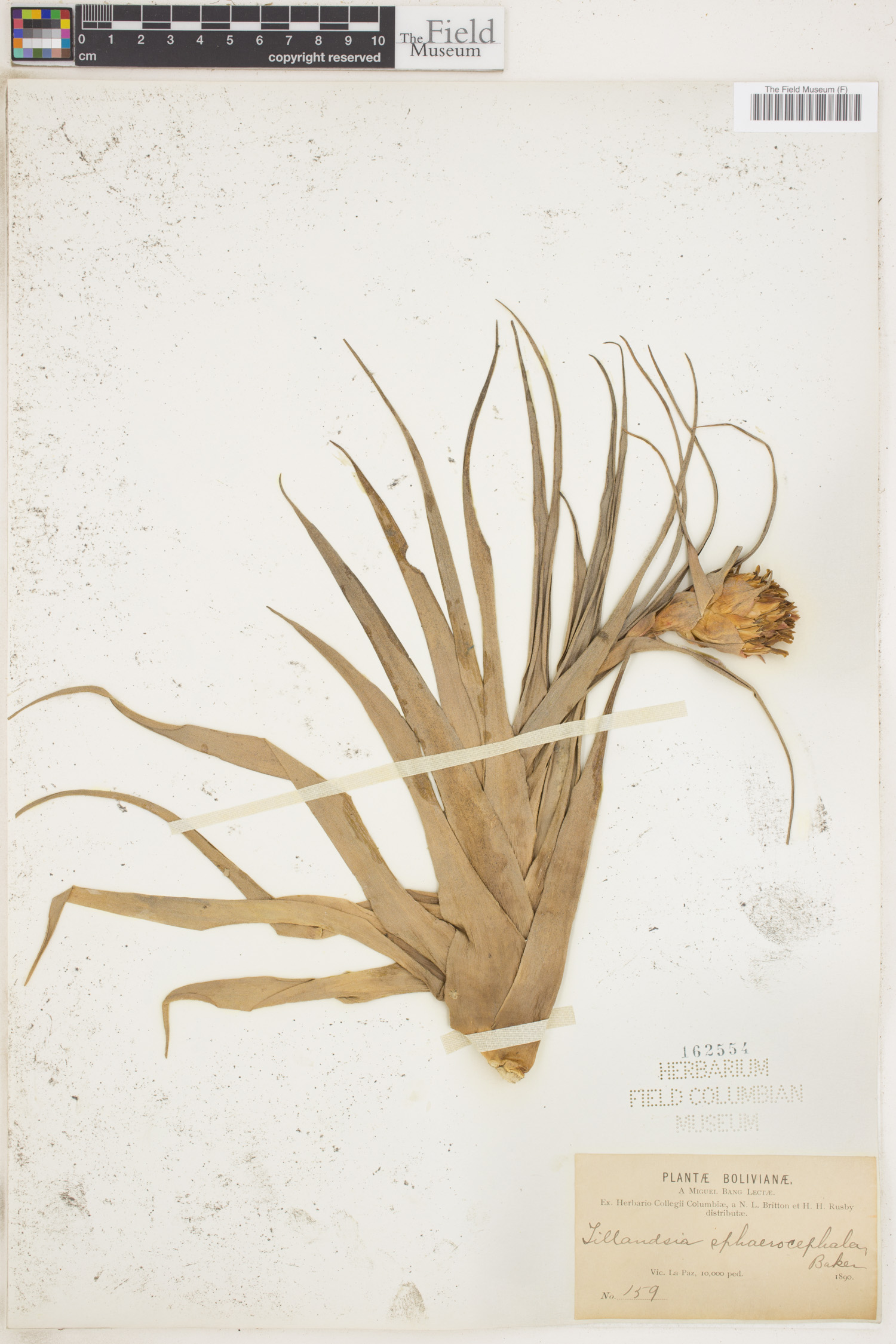 Tillandsia sphaerocephala image