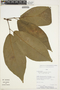Amphilophium dasytrichum image
