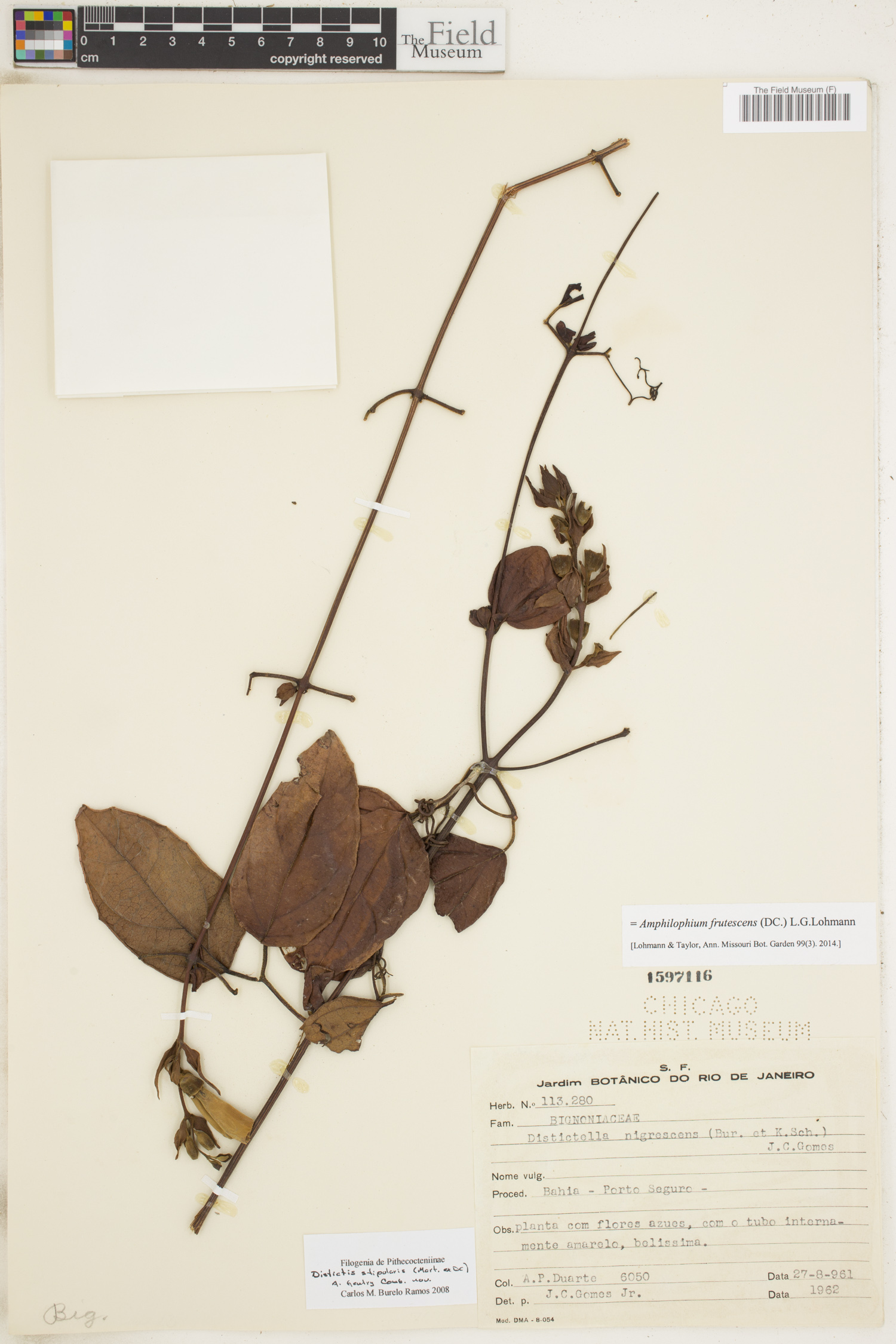Amphilophium frutescens image