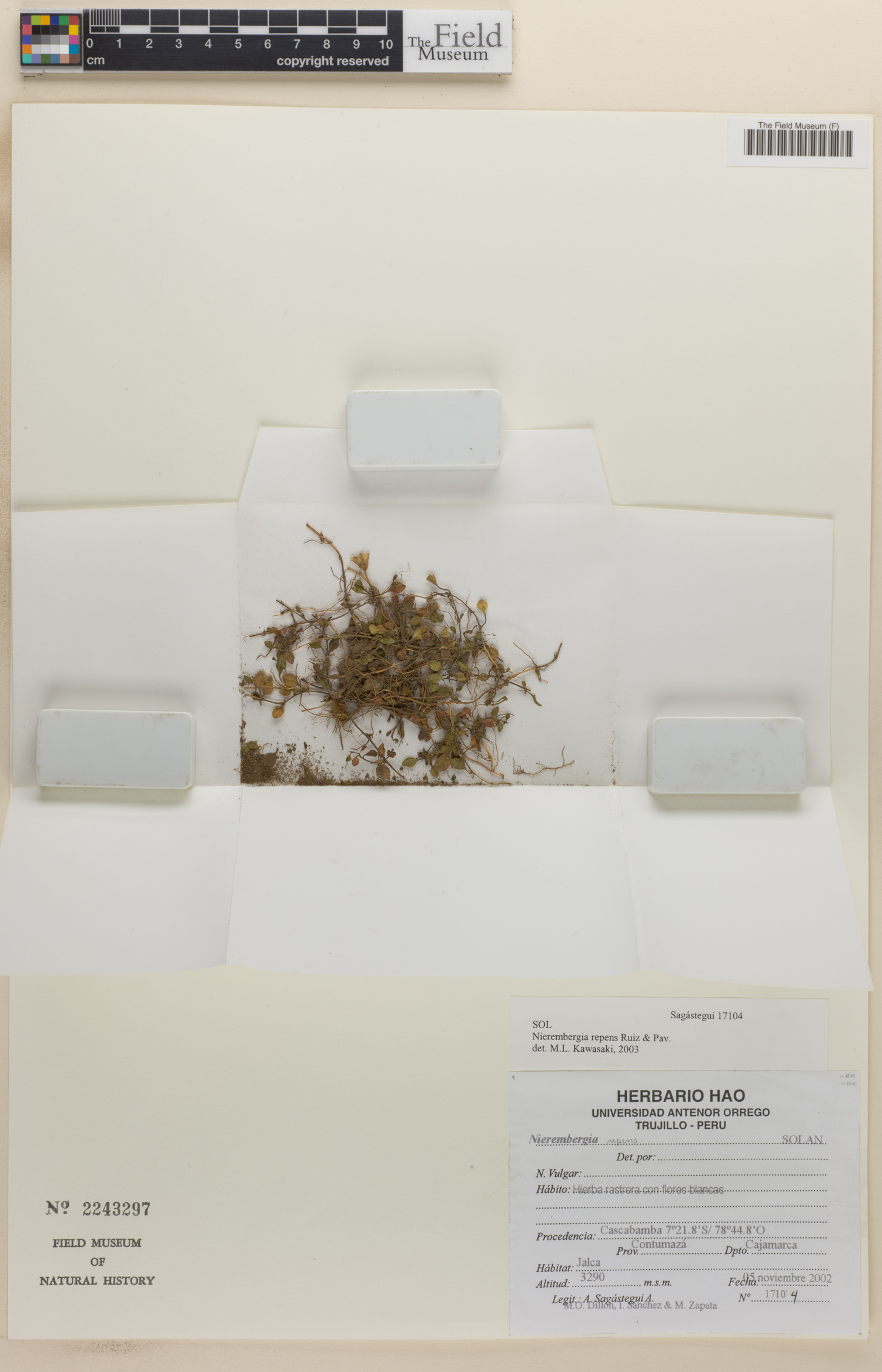 Nierembergia repens image