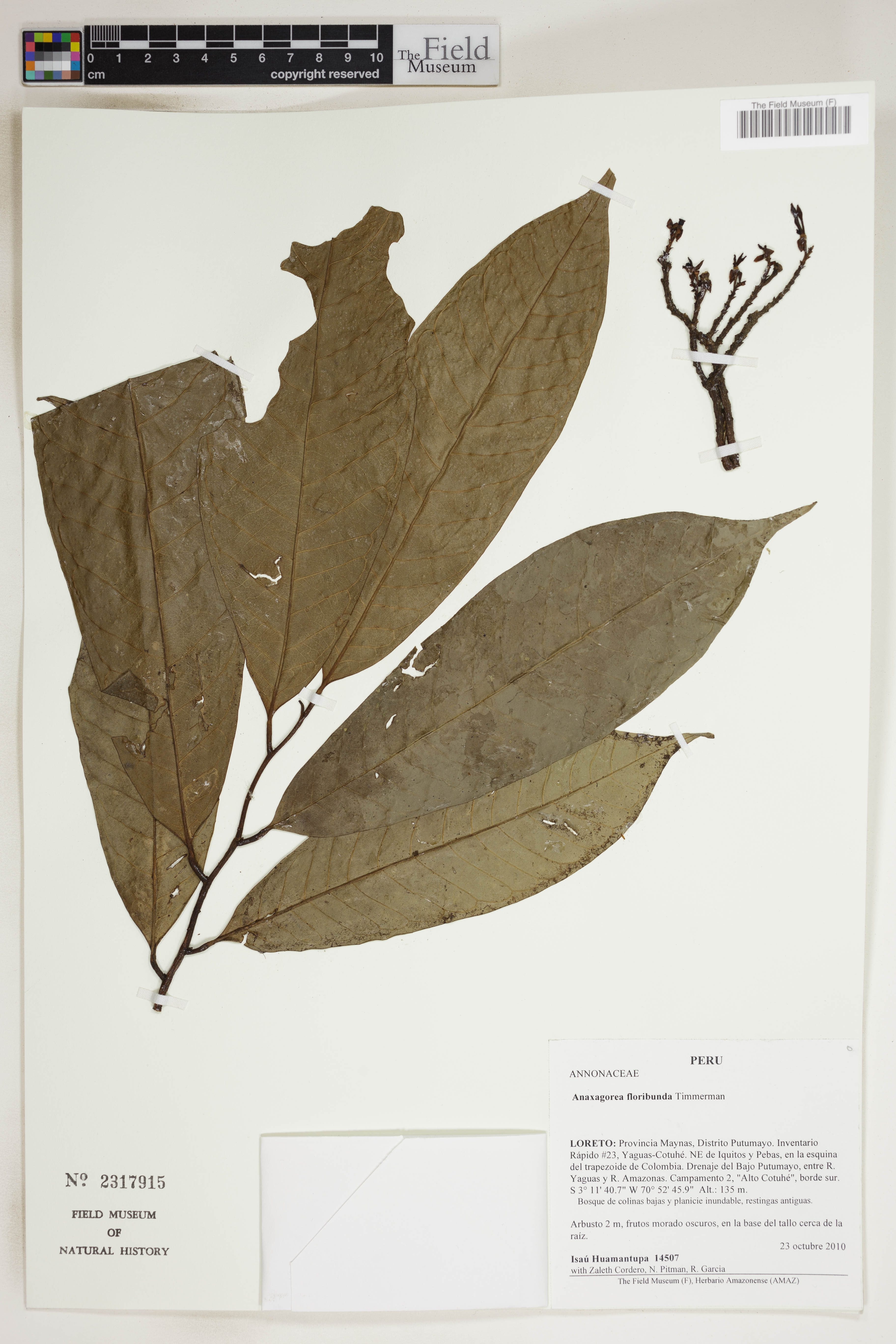 Anaxagorea floribunda image