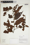 Diospyros artanthifolia image