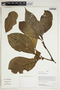 Sloanea spathulata image