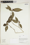 Psychotria peruviana image