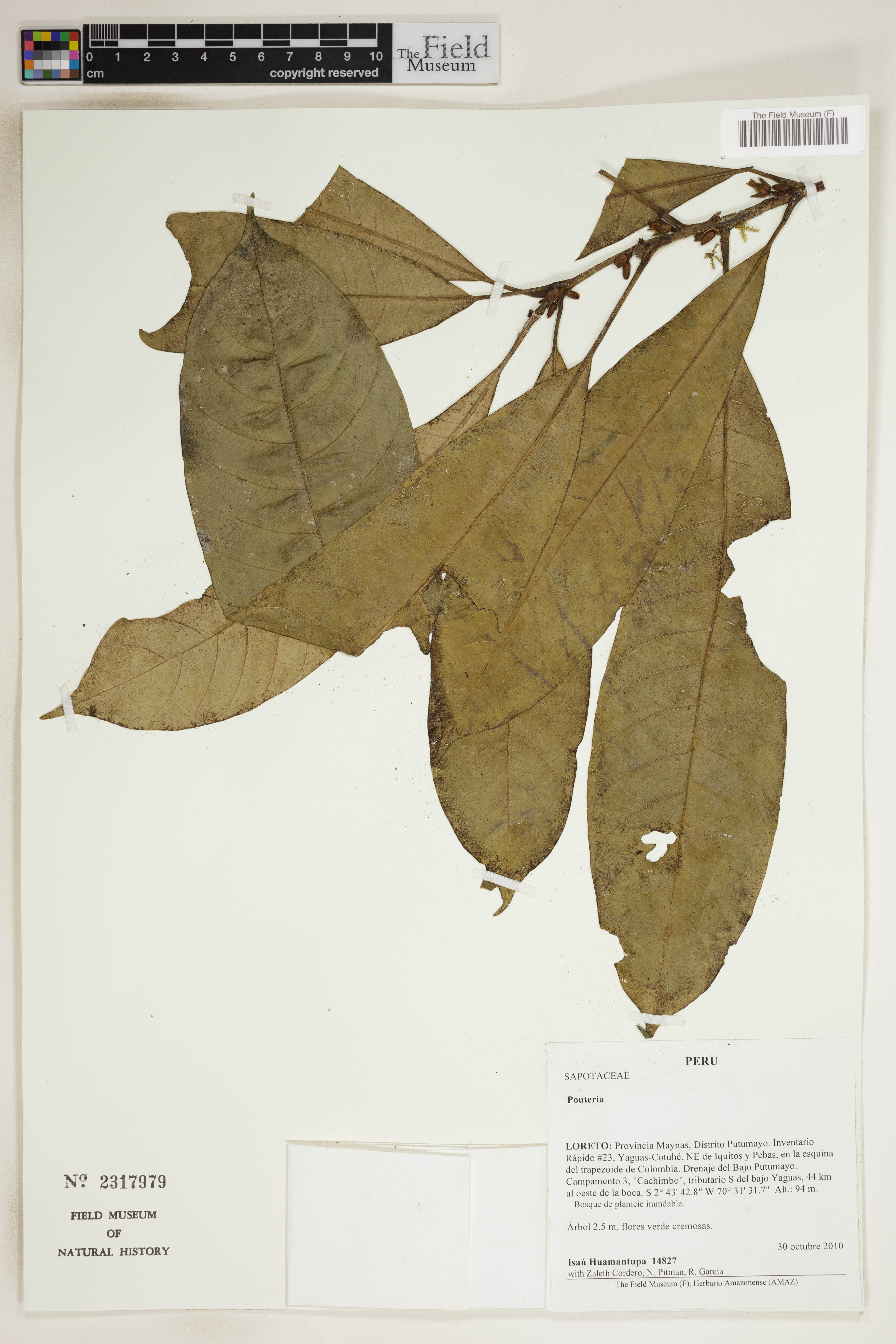 Pouteria petiolata image
