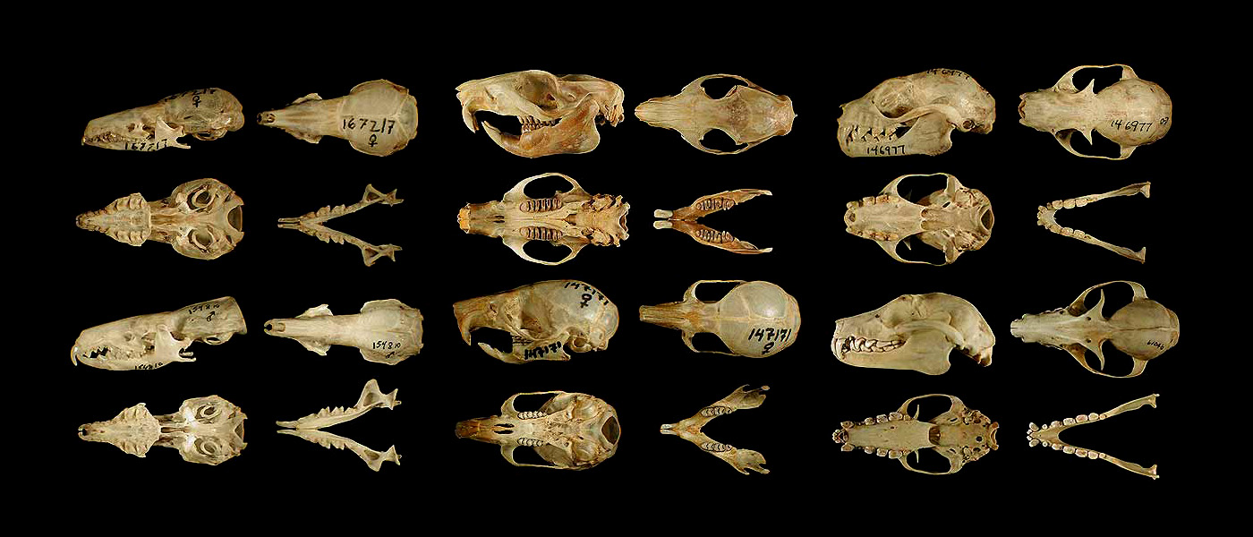 Mammals from the Philippines, including shrews (left two columns), cloud rats and mice (middle two columns), and bats (right two columns). (c) Field Museum of Natural History - CC BY-NC 4.0