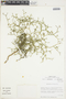 Gymnophyton foliosum image